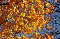 Ahorn (Acer ), Golgelbes Herbstlaub von Torsten Krüger Miniaturansicht