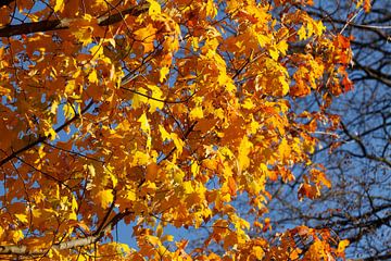 Esdoorn (Acer ), goudgeel herfstblad