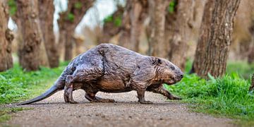 Bever steekt voetpad over