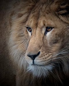 This young lion is daydreaming by Patrick van Bakkum