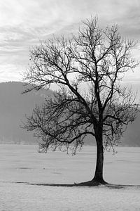 Silhouette d'arbre au bord d'un lac gelé
