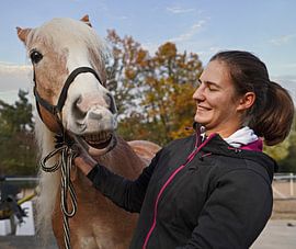 Preparation of a light brown Haflinger with beige mane before training