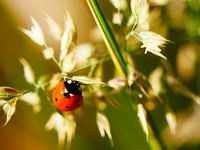Ladybug