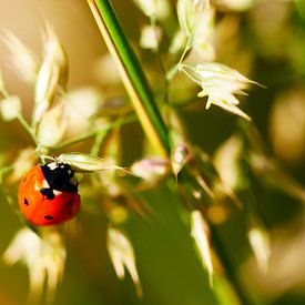 Ladybug by Nadieh