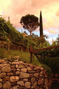 Jardin méditerranéen avec des pins et des cyprès