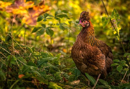 STOLZER BLICK van Jürgen Schneider