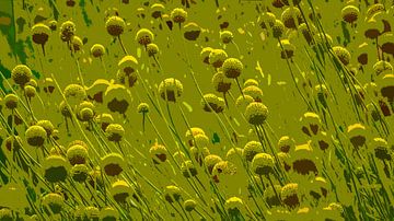 Opus in green-yellow