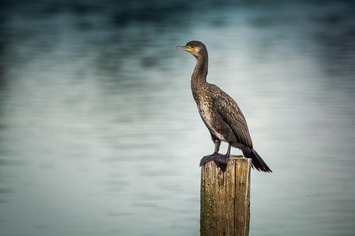 On the lookout