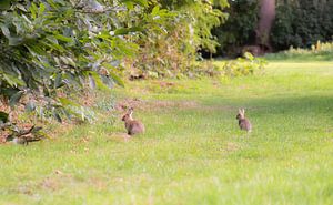 Hasen im Gras