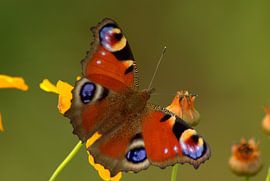 Butterfly van Harold Wilke