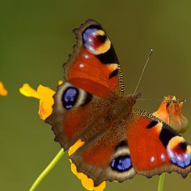 Butterfly sur Harold Wilke