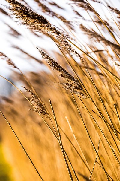 Wuivende strohalmen bij de Reeuwijkse Plassen in kleur 1 by de buurtfotograaf Leontien