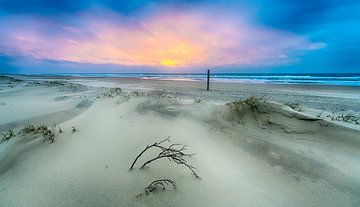 Branch at the Beach by Alex Hiemstra