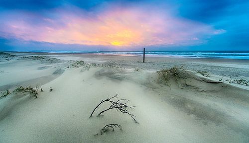 Branch at the Beach