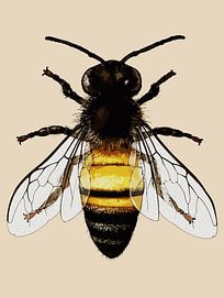 Realistic Honey Bee Art Illustration by Ramy Salah Hefny