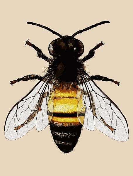 Realistische Honigbiene Kunst Illustration von Ramy Salah Hefny