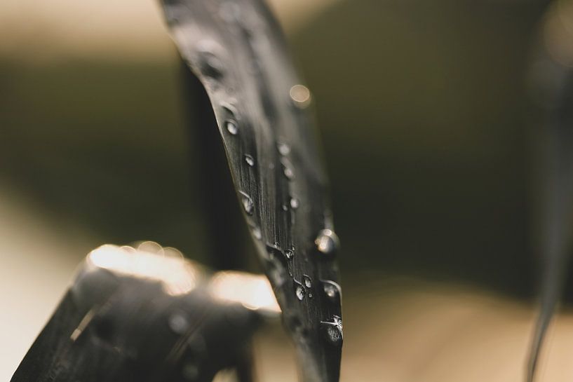 Water droplets on leaf by Leonie Verspui
