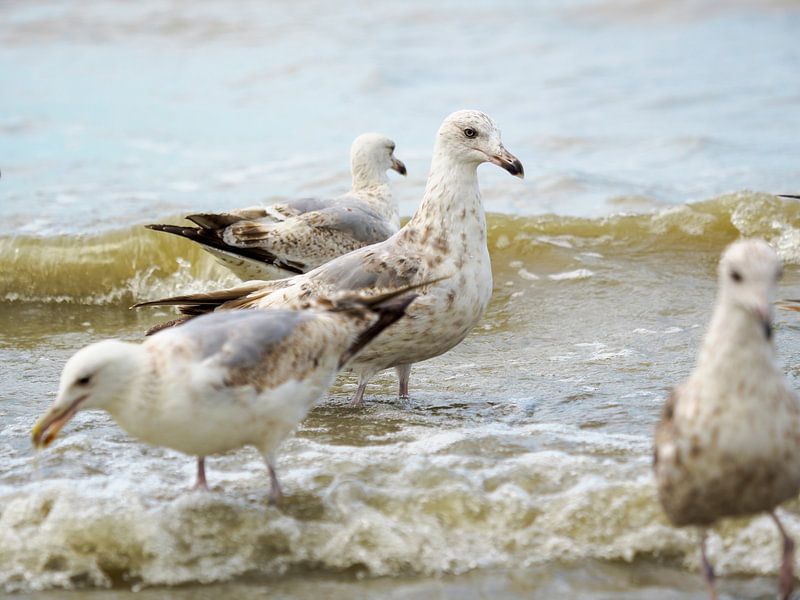 seagulls on the Belgian coast by Delphine Kesteloot