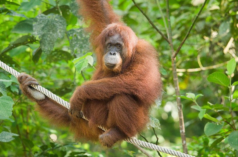 Orang-outan par Elles Rijsdijk