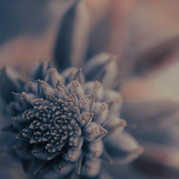 Graue Makroblume mit Mini-Ährchen