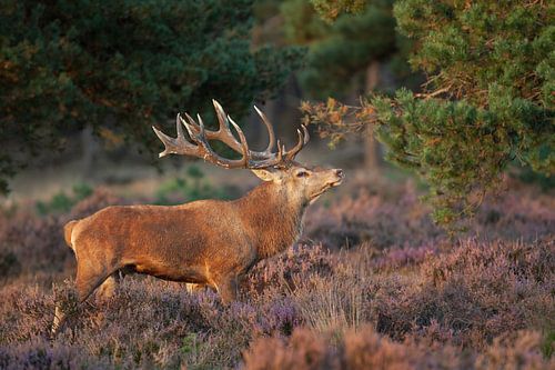 Cerf rouge parmi les landes pourpres. sur Rob Christiaans
