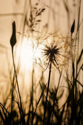 Golden Goat’s Beard