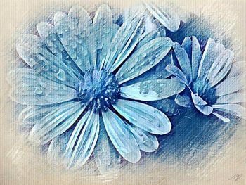Daisies with dew