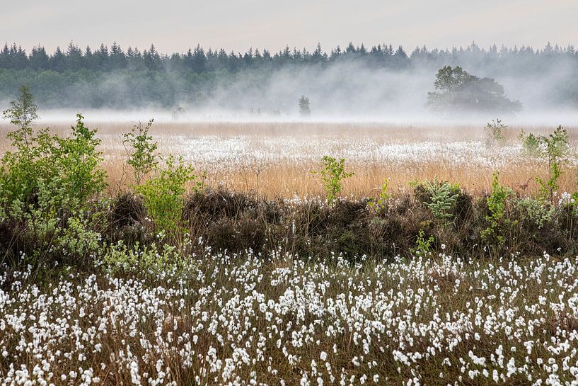 Een ladschap van Veenpluis; ook wel Eriophorum angustifolium; in het Latijn en in het engels is het Common Cottongrass van Karin Broekhuijsen