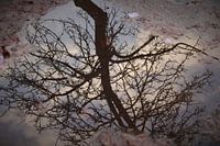reflection