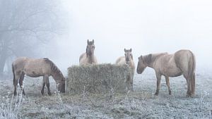 Chevaux Konik dans la brume des plaines inondables