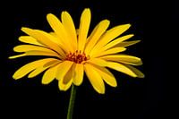 Goudsbloem