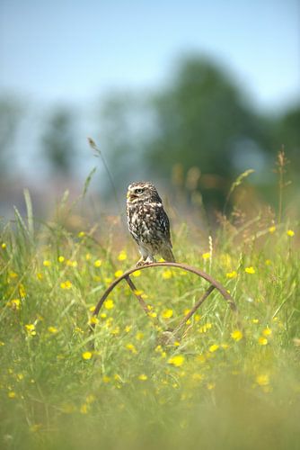 Hibou en pierre
