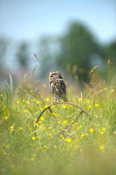 Stone owl by John de Vent
