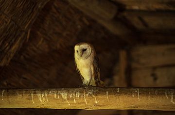 Barn owl