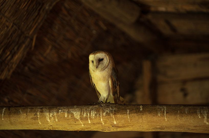 Barn owl by John de Vent