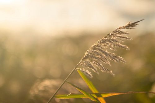 Roseau en gros plan lors d'un coucher de soleil d'automne