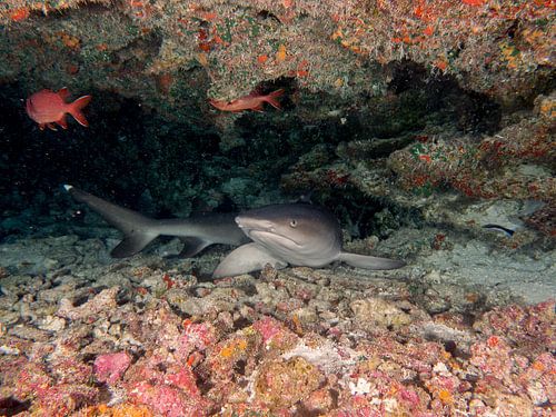 White Tip Reef Shark