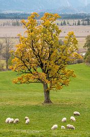 Sheep in the Muranuer Moos and under a large tree by ManfredFotos
