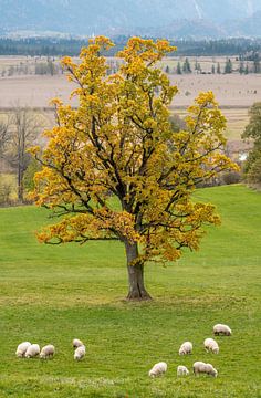 Sheep in the Muranuer Moos and under a large tree by ManfredFotos