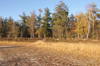 Bosgebied keelven someren