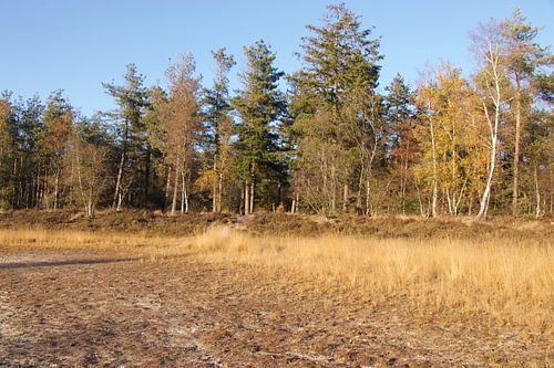 Bosgebied keelven someren