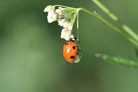 Ladybug by Jeanine den Engelsman