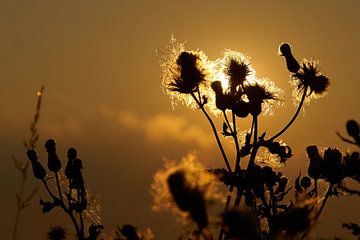 Akkerdistel tegen de zon van Wijnand Kroes