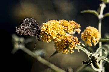 Dagpauwoog vlinder, van Sara in t Veld Fotografie