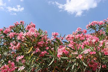 Blühender rosa Oleander von phototinke