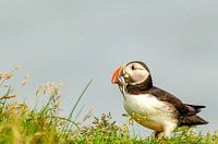 macareux / macareux en islande