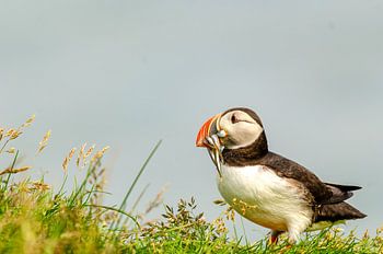 Papageientaucher / Papageientaucher in Island