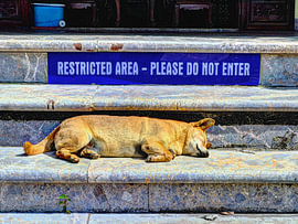 ZONE RÉSERVÉE - ACCÈS INTERDIT - CHIEN DE GARDE