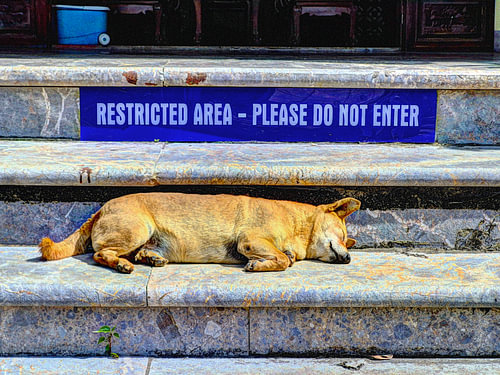 ZONE RÉSERVÉE - ACCÈS INTERDIT - CHIEN DE GARDE