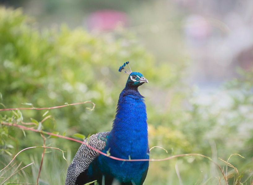 The Peacock by WeVaFotografie